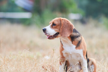 Portrait of an adorable tri-color beagle dog sitting on the grass field.