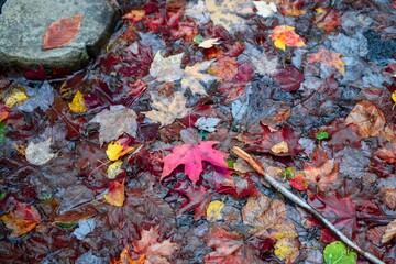 Autumn leaves - maple leaves of different colours
