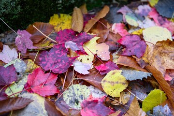 Autumn leaves - maple leaves of different colours