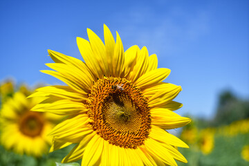 Tuscan landscape with the flower of summer, the sunflower

