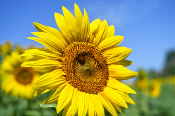 Tuscan landscape with the flower of summer, the sunflower

