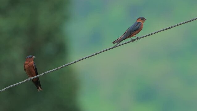 Two Rufous-bellied Swallows perched on a power line with a light green background