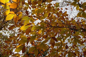 Trees with changing colour leaves in the autumn