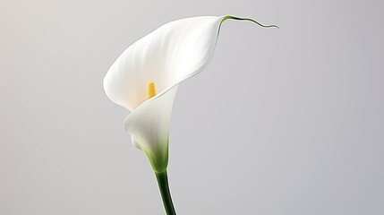 Portrait Beautiful white calla lily flower AI Generative