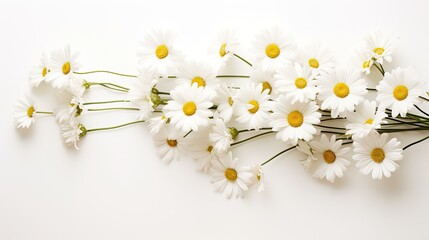 Portrait beautiful white daisy flower Ai Generative