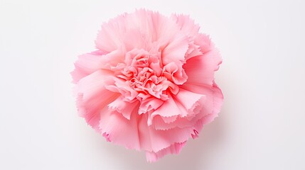 Portrait beautiful pink carnation flower Ai Generative