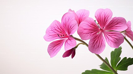 Portrait beautiful pink geranium flower Ai Generative