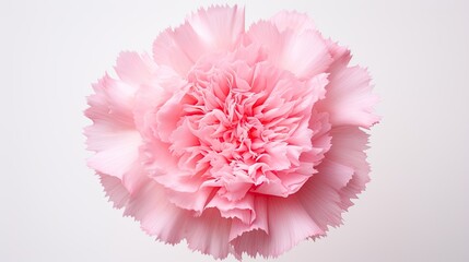 Portrait beautiful pink carnation flower Ai Generative