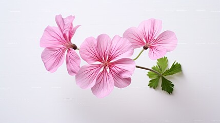 Portrait beautiful pink geranium flower Ai Generative