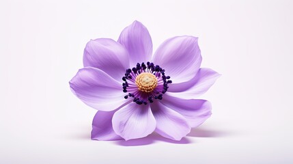 Portrait beautiful purple anemone flower Ai Generative