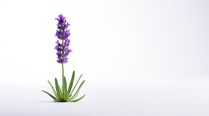 Naklejka premium Portrait beautiful purple lavender flower Ai Generative