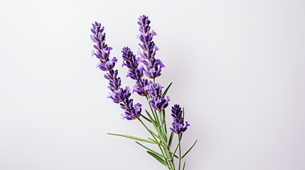 Fototapeta premium Portrait beautiful purple lavender flower Ai Generative