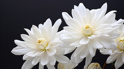 Portrait beautiful white chrysanthemum flower Ai Generative