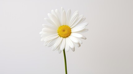Portrait beautiful white daisy flower Ai Generative