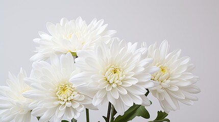 Portrait beautiful white chrysanthemum flower Ai Generative