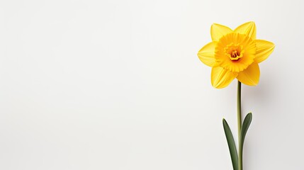 Portrait beautiful yellow daffodil flower isolated on white Ai Generative