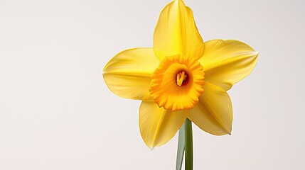 Portrait beautiful yellow daffodil flower isolated on white Ai Generative