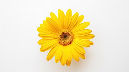 Portrait beautiful yellow daisy flower on the white background Ai Generative