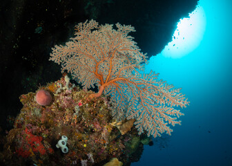 Naklejka premium Bunaken Coral