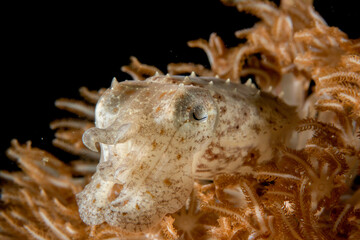 Lembeh Cuttlefish