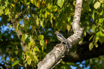 The young yellow-bellied sapsucker (Sphyrapicus varius) 