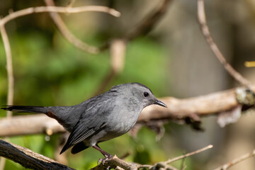 Fototapeta premium The gray catbird (Dumetella carolinensis) 