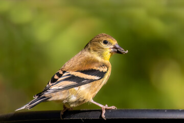 The American goldfinch (Spinus tristis) is a small North American bird 