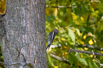 The young yellow-bellied sapsucker (Sphyrapicus varius) 