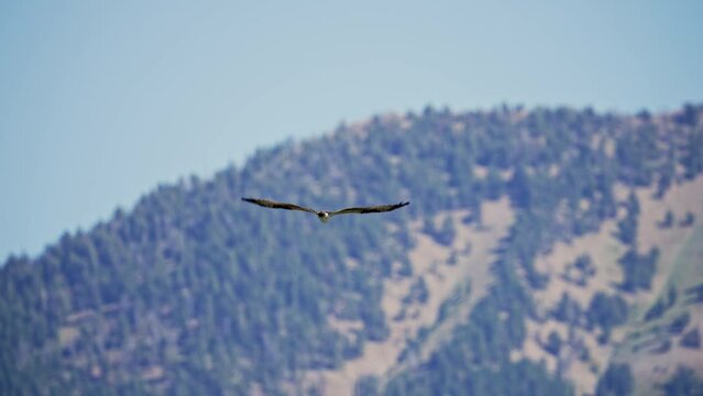 Osprey flying through the sky in the Idaho wilderness flapping in slow motion.
