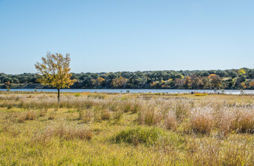 Golden autumn color in Texas