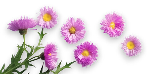 purple aster amellus flowers isolated on transparent background.