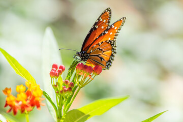 Butterfly on native plants in the garden during the autumn/fall season