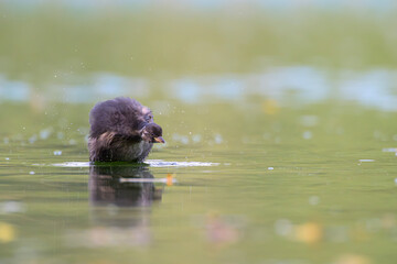 zwergtaucher tachybaptus ruficollis