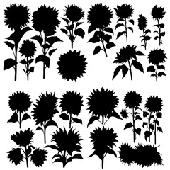 Sunflower  silhouettes