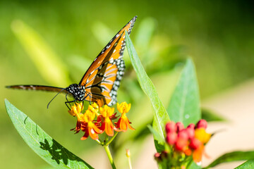 Butterfly on native plants in the garden during the autumn/fall season