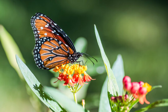 Butterfly on native plants in the garden during the autumn/fall season