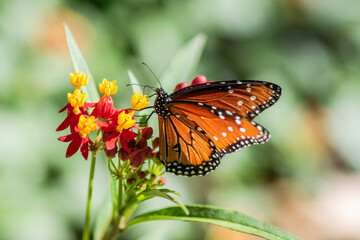 Butterfly on native plants in the garden during the autumn/fall season