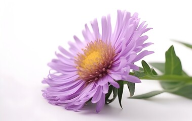 close up of purple aster flower isolated on white background.