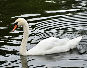 Beautiful white swan on water