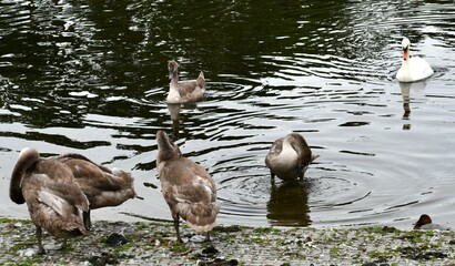 Fototapeta premium country goose family