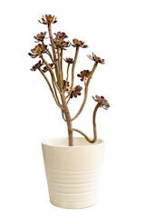 Aeonium Arboreum zwartkop black rose succulent plant in white ceramic pot