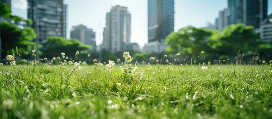 The lawn by the tall buildings