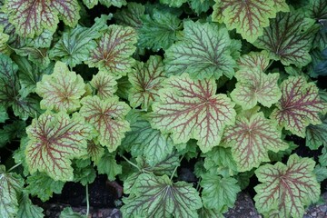 The green and red veined leaves of Coralbells 'Red Lightning'