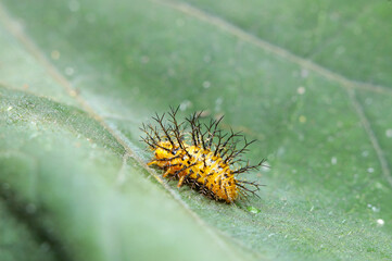 オレンジのボディに黒い棘だらけのトホシテントウの幼虫（マクロレンズ使用・ストロボ＋自然光・接写写真）