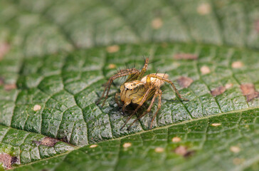 Small brown spider, Sasagumo (Oxyopes sertatus Latrelle, wildlife closeup macro photograph) 