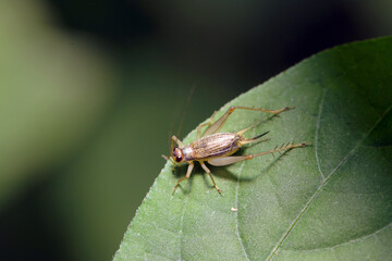 Japanese cricket family, Kusahibari, (Paratrigonidium bifasciatum) female (Wildlife closeup macro photograph) 