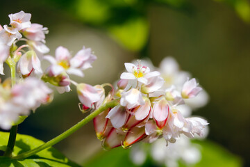 白にピンク、赤色とかわいい蕎麦の花と若い実のアップ（マクロレンズ使用・ストロボ＋自然光・接写写真）