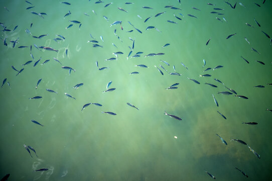Minnows Racing through Green Water.