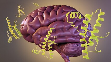 Prions do not contain genetic materials, Unlike other infectious agents, such as bacteria, viruses, and fungi. prions protein molecules scattered on the human brain 3d rendering