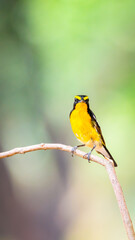 Bird (Narcissus Flycatcher, Ficedula narcissina) male black, orange, orange-yellow color perched on...